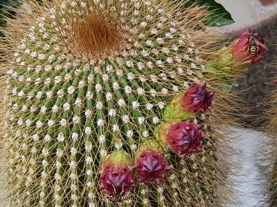 Sóller / Port de Sóller