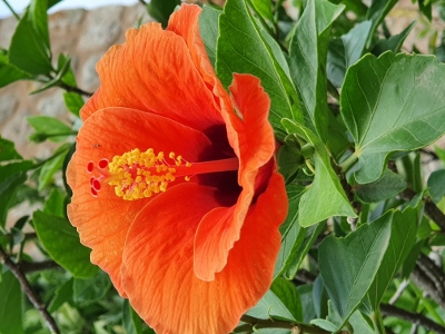 Sóller / Port de Sóller