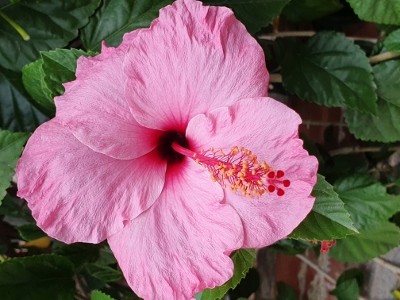 Sóller / Port de Sóller
