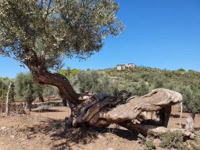 Sóller / Port de Sóller