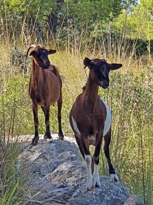 Sóller / Port de Sóller