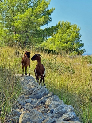 Sóller / Port de Sóller