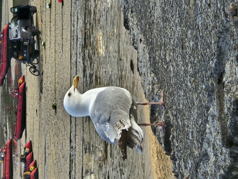 Einwohner von St. Ives