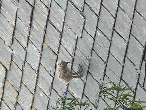 Zukünftiger Einwohner von St. Ives