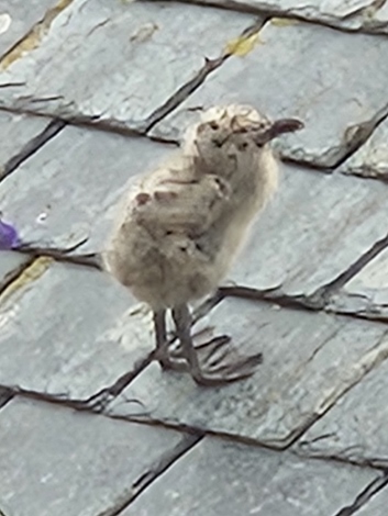 Zukünftiger Einwohner von St. Ives