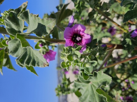 Impressionen aus St. Ives