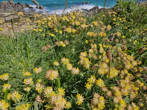 Impressionen aus St. Ives