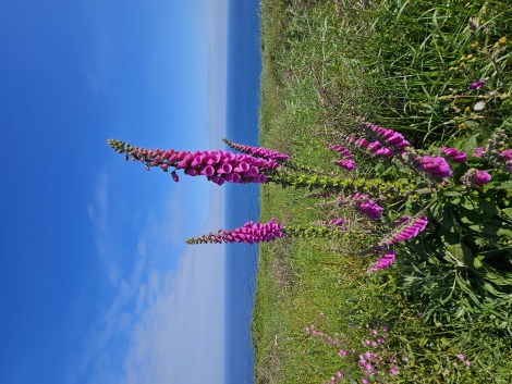 South West Coast Path - der gemütliche Anfang