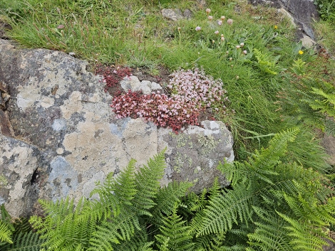 South West Coast Path - der gemütliche Anfang