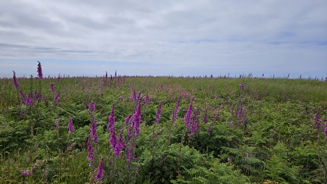 South West Coast Path - An- und Aussichten