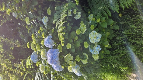 South West Coast Path - Blümchen zur Entspannung