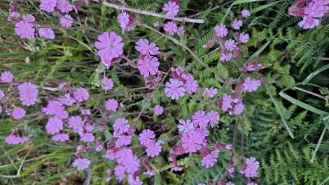 South West Coast Path - Blümchen zur Entspannung