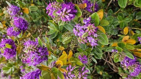 South West Coast Path - flowers on the way