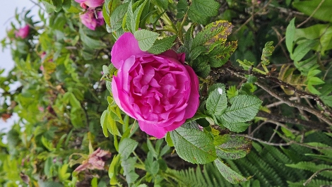 South West Coast Path - flowers on the way