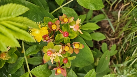 South West Coast Path - flowers on the way