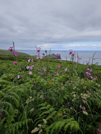 South West Coast Path - grey early morning