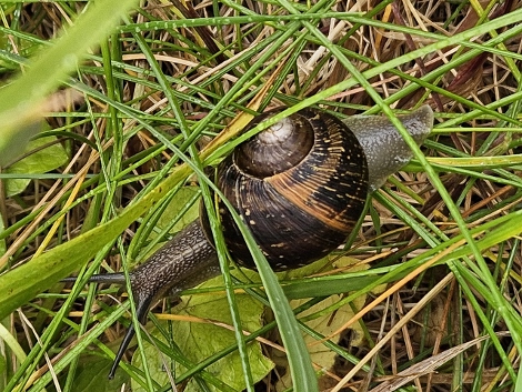 South West Coast Path - Kollegen, die fast so schnell sind wie wir