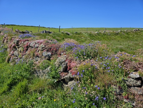 South West Coast Path - kunterbunte Trockensteinmauern