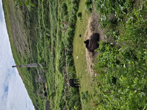 Müder Pampabewohner