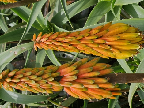 St. Michaels Mount - outside