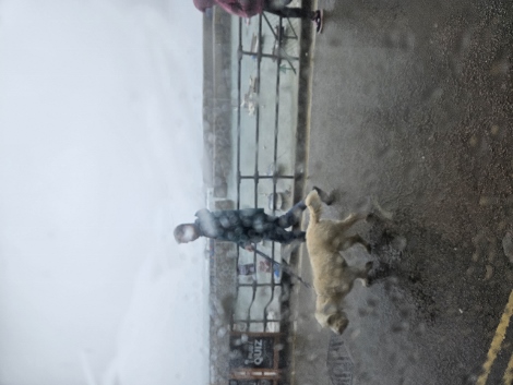 Sie jagen die Hunde doch vor die Tür