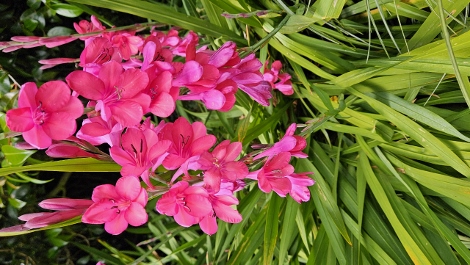 A visit to Glendurgan Garden