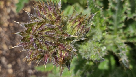 A visit to Glendurgan Garden