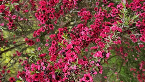 A visit to Glendurgan Garden