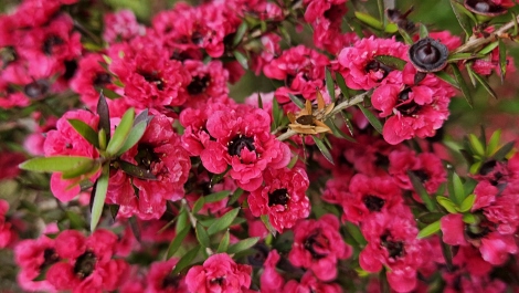 A visit to Glendurgan Garden