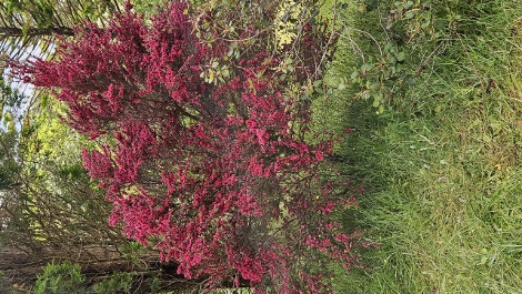 A visit to Glendurgan Garden