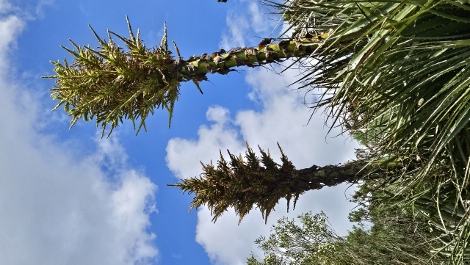 A visit to Glendurgan Garden