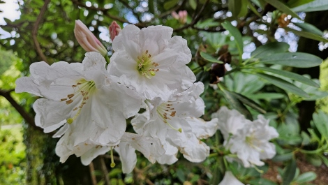 A visit to Glendurgan Garden
