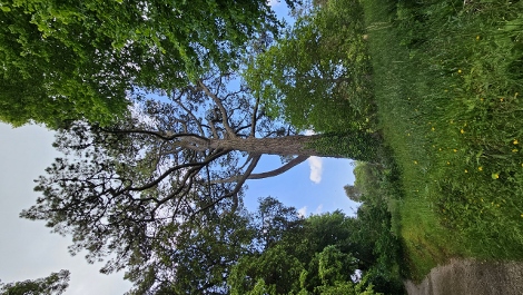 A visit to Glendurgan Garden