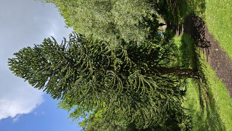 A visit to Glendurgan Garden