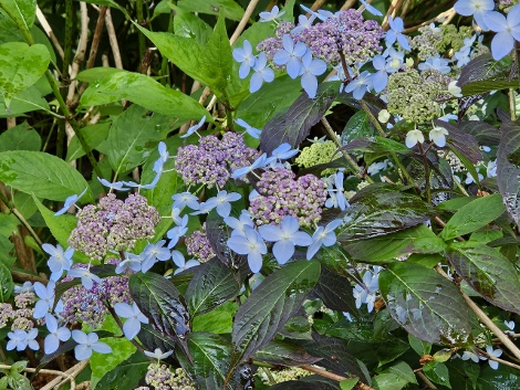 A visit to Glendurgan Garden