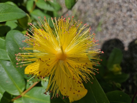 A visit to Glendurgan Garden