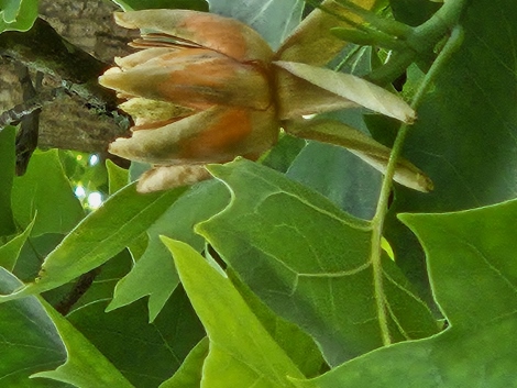 Tulip Tree