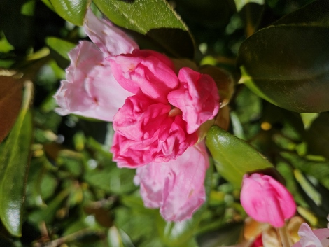 A visit to Glendurgan Garden