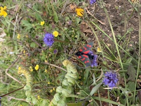 South West Coast Path - Kleiner Gefährte auf dem Weg