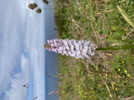 South West Coast Path - Der Frühsommer in Corwall ist bunt.