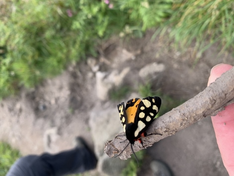 South West Coast Path - Kleiner Geselle auf unserem Weg