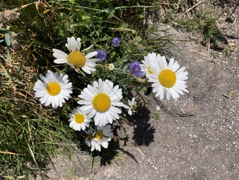 South West Coast Path - Der Frühsommer in Corwall ist bunt.