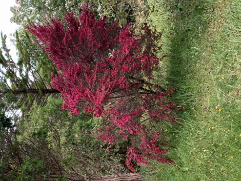A visit to Glendurgan Garden