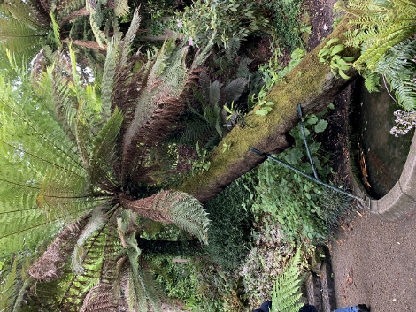 A visit to Glendurgan Garden