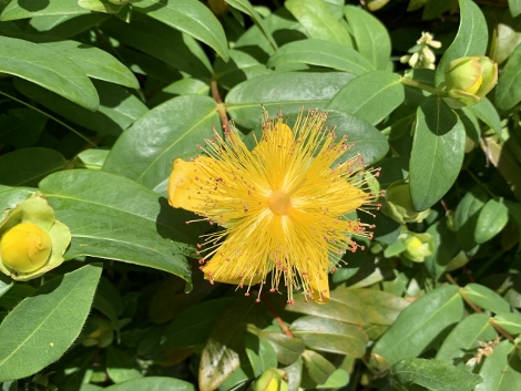 A visit to Glendurgan Garden