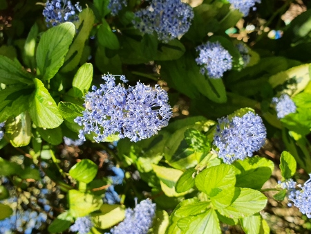 Cotswold Way - Broadway