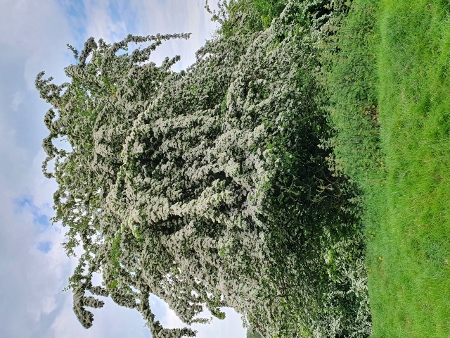 Cotswold Way - von Chipping Campden nach Broadway - Dover`s Hill 