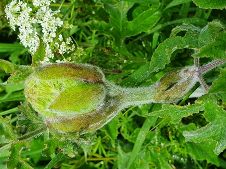Cotswold Way - von Chipping Campden nach Broadway
