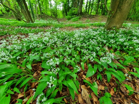 Cotswold Way - von Chipping Campden nach Broadway