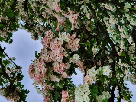 Cotswold Way - von Chipping Campden nach Broadway